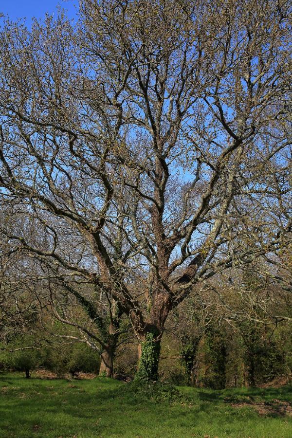 Aux Arbres Chanteurs Ploulech Экстерьер фото