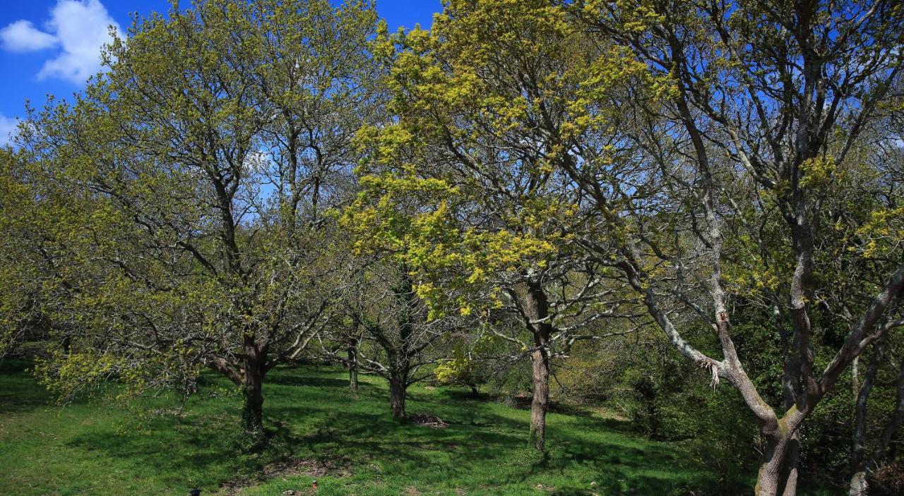 Aux Arbres Chanteurs Ploulech Экстерьер фото